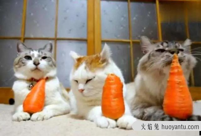 猫可以吃哈密瓜吗(猫可不可以吃哈密瓜)