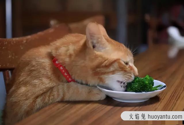 猫可以吃哈密瓜吗(猫可不可以吃哈密瓜)