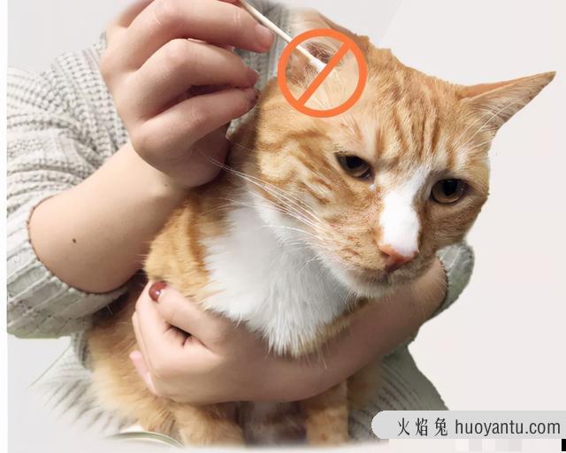 猫咪耳螨最简单治愈方法(猫咪耳螨的治疗方法)