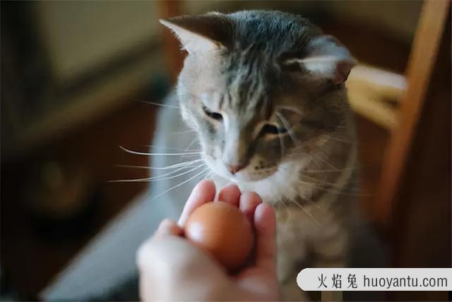 猫可以吃哈密瓜吗(猫可不可以吃哈密瓜)