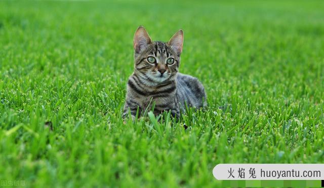 猫几月份发春(猫哪个季节发春)