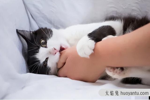 猫为什么喜欢被挠下巴(猫为什么喜欢被人挠下巴)