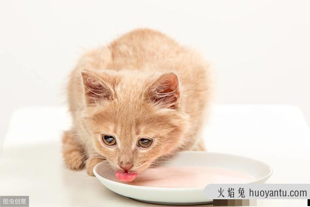 猫咪可以吃馒头么(宠物猫能吃馒头吗)