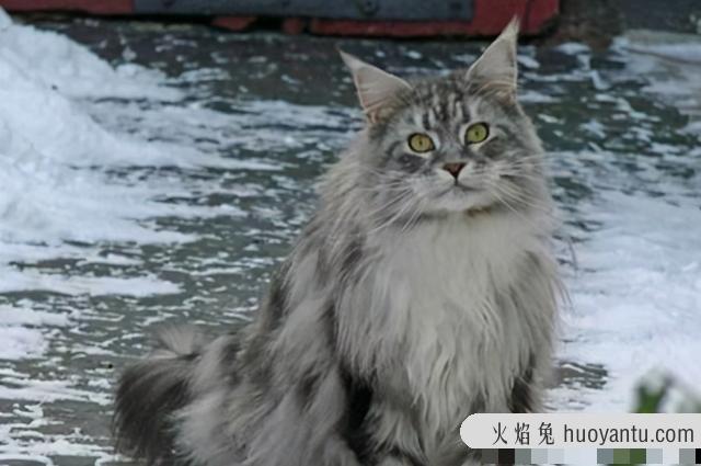 缅因猫是哪个国家的(缅因猫是哪个国家的品种)