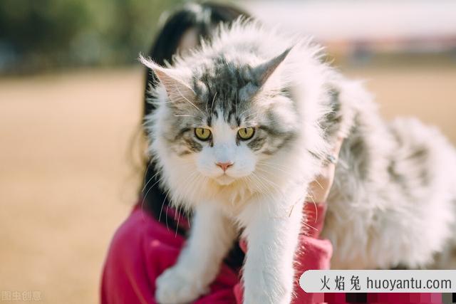 缅因猫是哪个国家的(缅因猫是哪个国家的品种)