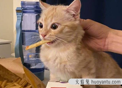 猫可以吃薯片吗(猫可不可以吃薯片?)