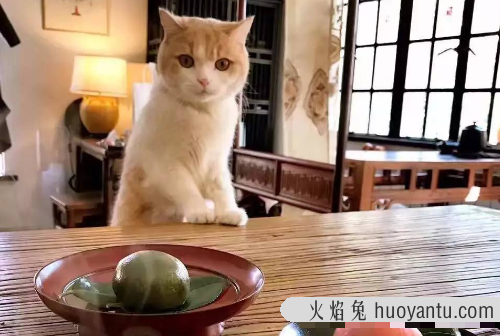 猫可以吃薯片吗(猫可不可以吃薯片?)