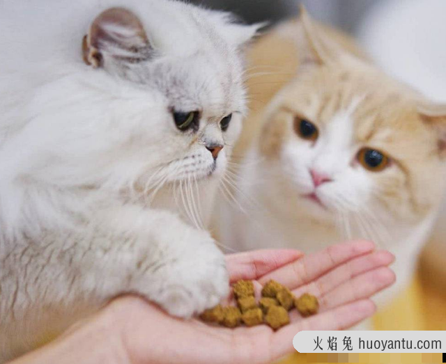 猫可以吃薯片吗(猫可不可以吃薯片?)