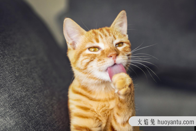 猫碗多久洗一次(猫碗多久洗一次比较好)