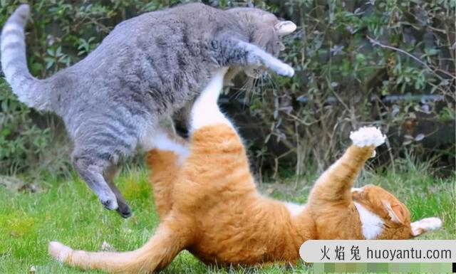 绝育的公猫骑公猫原因(绝育的公猫还会骑公猫)