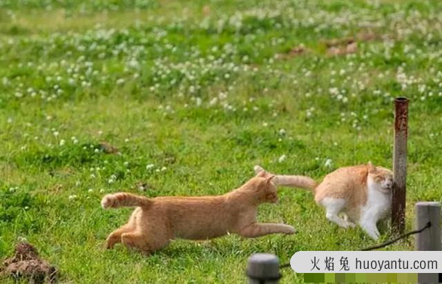 绝育的公猫骑公猫原因(绝育的公猫还会骑公猫)