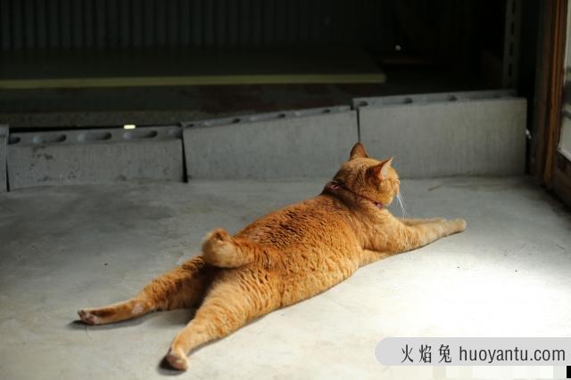 猫怎样才算麒麟尾(什么叫麒麟尾猫)