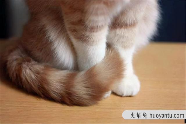 断尾猫咪怎么回事(猫断尾是好是坏)