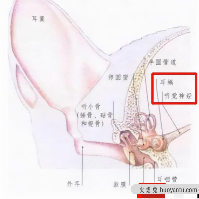 猫后腿无力是猫瘟嘛(猫瘟后遗症腿无力)