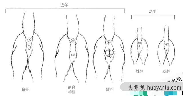 刚出生的猫怎么分辨性别(刚出生的猫怎么辨别性别)