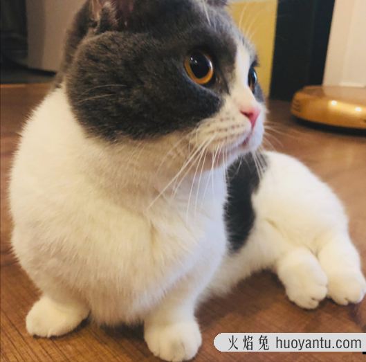 四蹄踏雪猫象征什么(四脚踏雪的猫什么寓意)