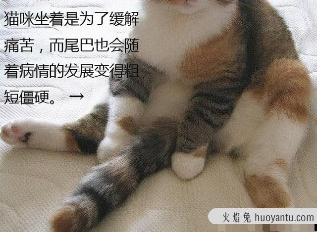 折尾猫寿命一般多少年(短尾猫的寿命一般多少年)