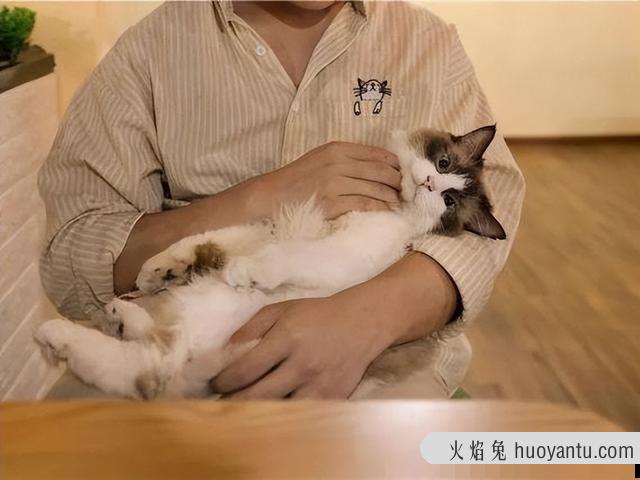 抱猫的正确姿势图解(抱猫的正确姿势图片)