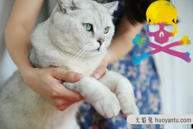 抱猫的正确姿势图解(抱猫的正确姿势图片)