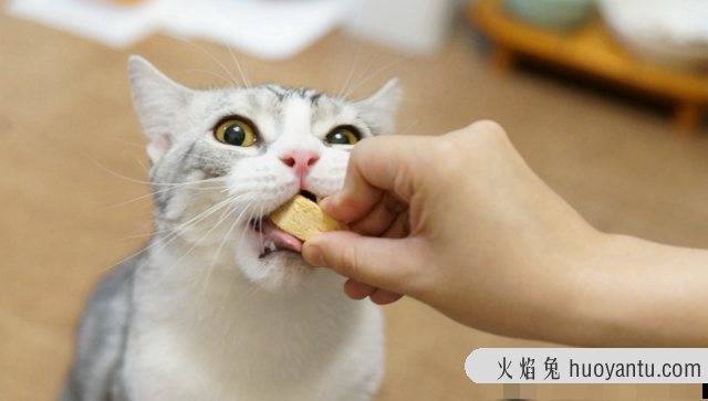 四蹄踏雪猫象征什么(四脚踏雪的猫什么寓意)