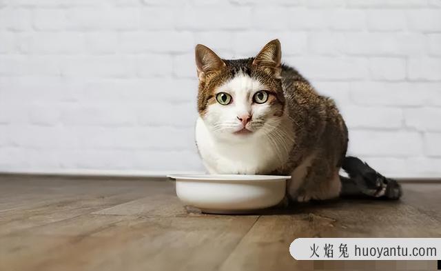 猫咪烘干箱开多少度合适(猫咪烘干一般调多少度)