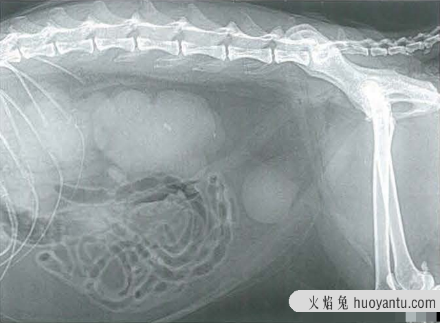 猫多囊肾病怎么治疗(猫多囊肾的治疗方法)