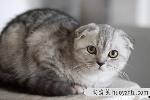 折耳的猫一定是折耳猫吗(折耳的猫一定是折耳吗)