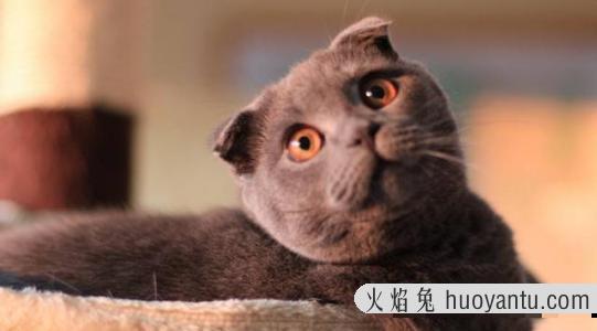 折耳的猫一定是折耳猫吗(折耳的猫一定是折耳吗)