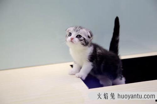 折耳的猫一定是折耳猫吗(折耳的猫一定是折耳吗)