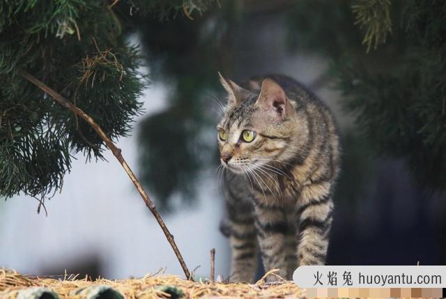 贵族猫的品种排行榜(贵族猫的品种排行榜前十名)