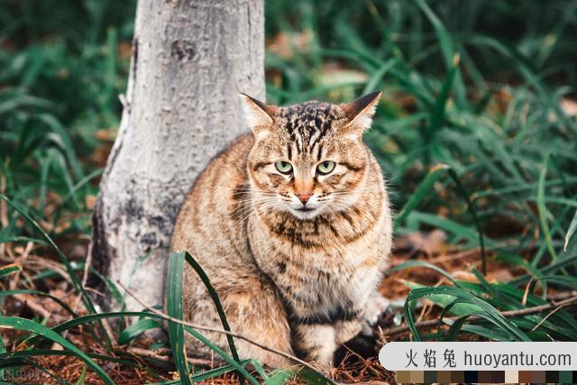 贵族猫的品种排行榜(贵族猫的品种排行榜前十名)