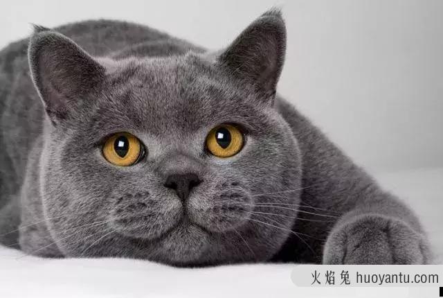 蓝胖子猫什么品种(蓝胖子猫是什么品种)