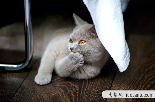 蓝胖子猫什么品种(蓝胖子猫是什么品种)