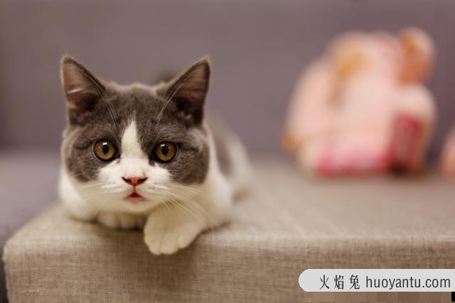 曼基康猫什么颜色最贵(曼基康猫什么颜色好)