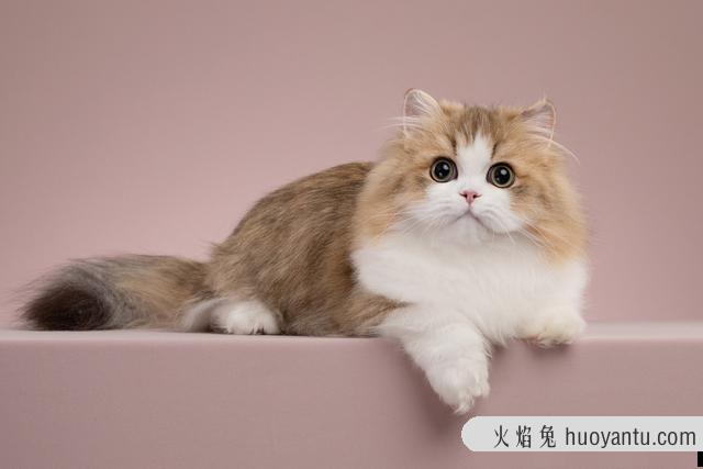 曼基康猫什么颜色最贵(曼基康猫什么颜色好)