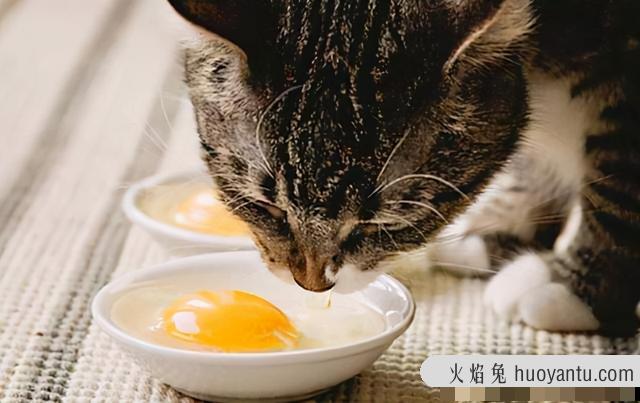 猫咪能吃胡萝卜吗(猫咪能不能吃萝卜)