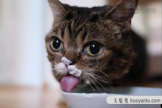 猫咪能吃胡萝卜吗(猫咪能不能吃萝卜)