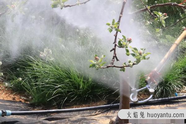 乙草胺除草剂使用范围