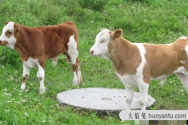 牛犊体温低怎么能快速升温