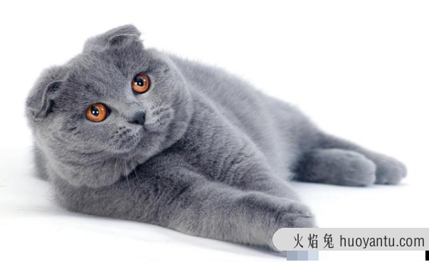 养猫要面对无休止的掉毛，猫掉毛厉害说明什么