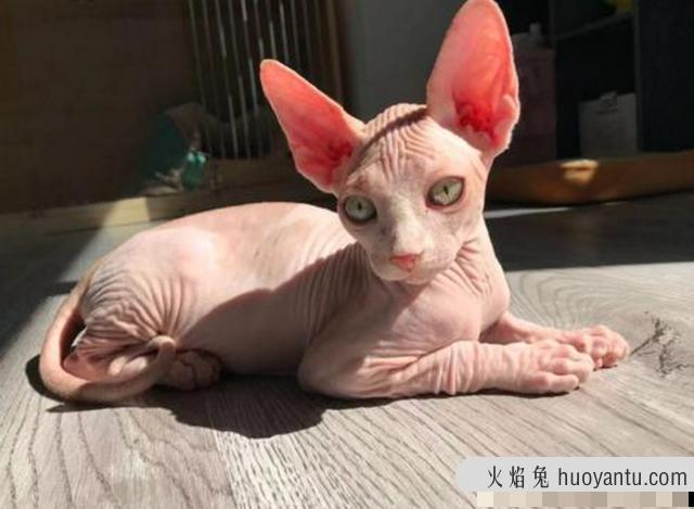 盘点6种最冷门的宠物猫 明明颜值很高却很少人养