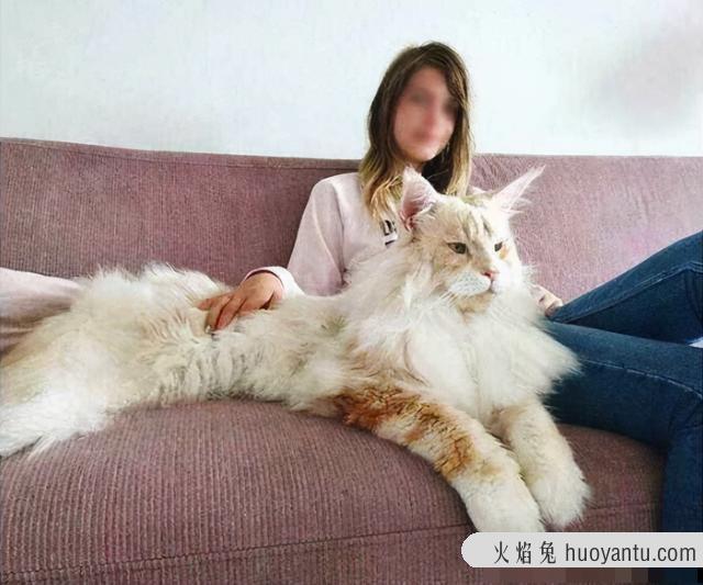 盘点6种最冷门的宠物猫 明明颜值很高却很少人养