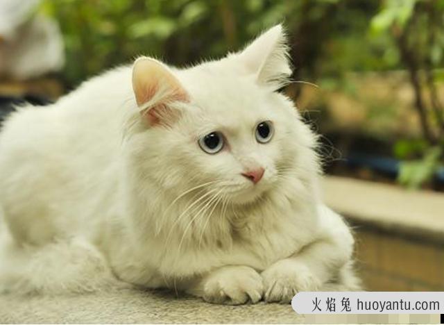 盘点6种最冷门的宠物猫 明明颜值很高却很少人养