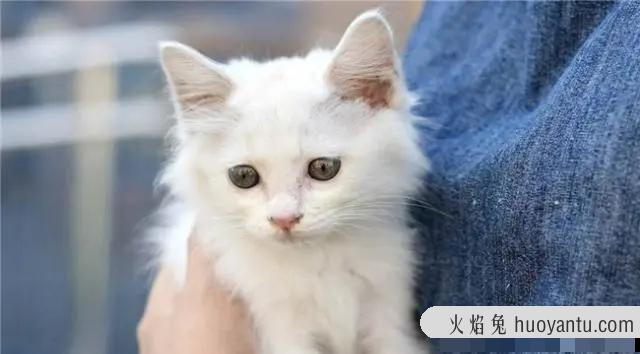 猫需要哪些营养成分,小猫需要补充什么营养