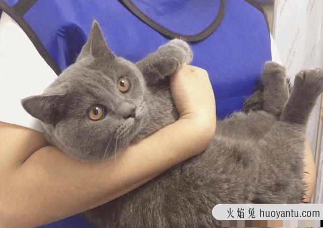 “强行抱猫”对猫咪的伤害有多大？「猫咪百科」