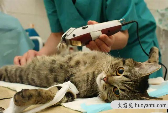 21个养猫冷知识(养猫的冷知识)