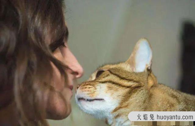 21个养猫冷知识(养猫的冷知识)