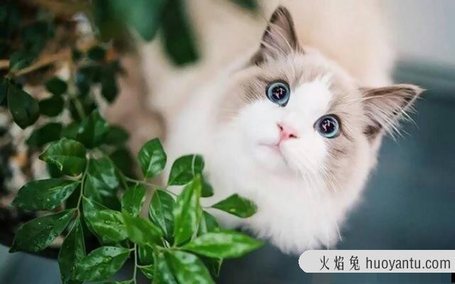 最温顺的猫排名(十大温顺的猫)