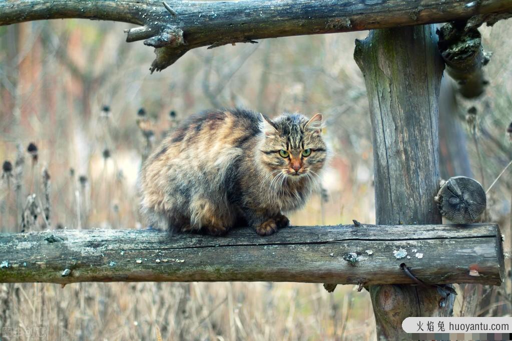 野猫进家有什么预兆(白色野猫进家有什么预兆)