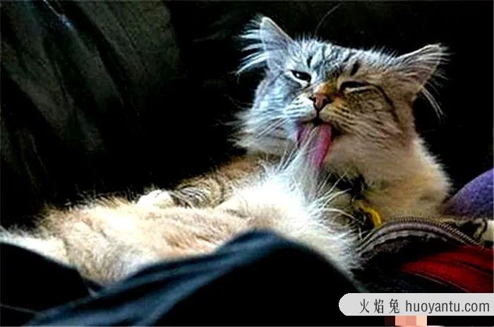 猫呕吐是什么原因(猫呕吐是什么原因引起)